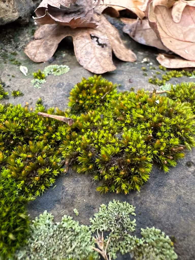 Strangulate orthotrichum moss, photo 2 of 5
