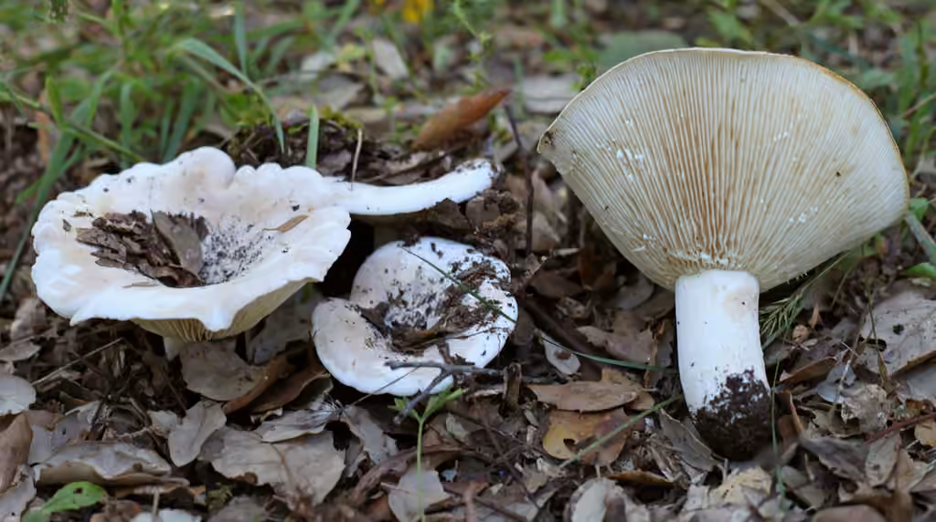 Fleecy Milkcap, photo 1 of 5