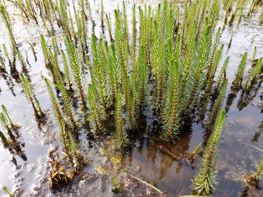 Common mare's-tail, In flower