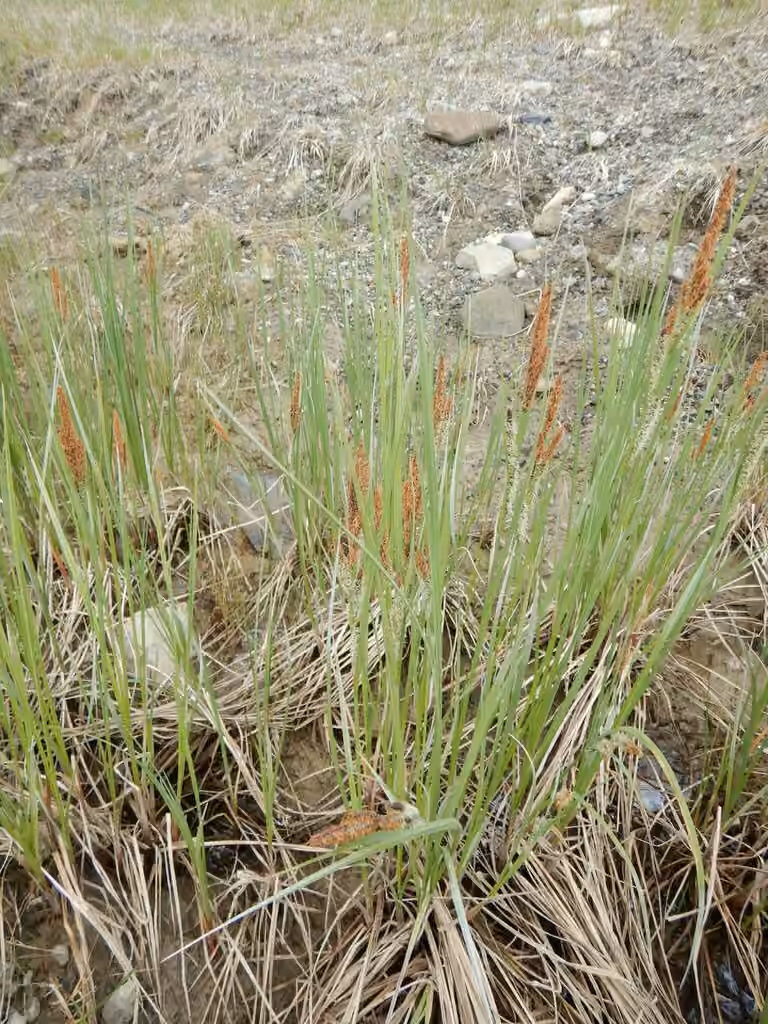 Carex aquatique, En fleurs