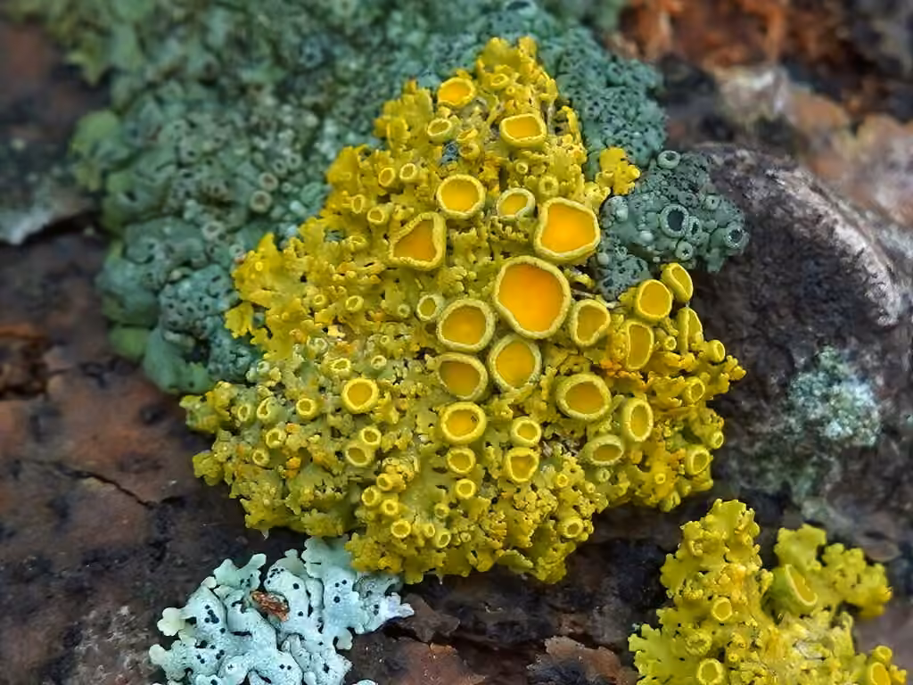 Xanthorie pelote d’épingles