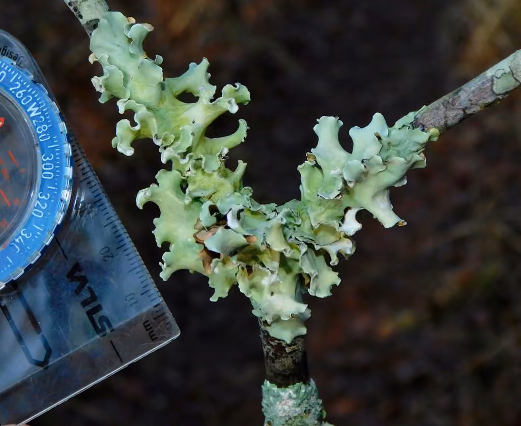 Pacific parmotrema lichen, photo 3 of 5