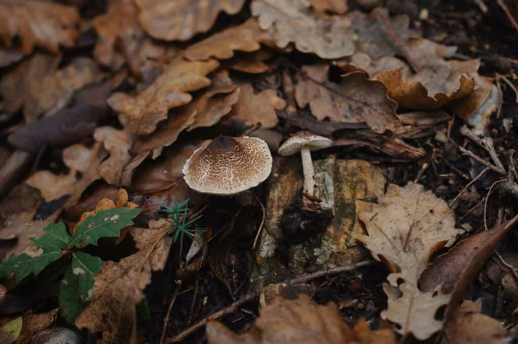 Star Dapperling, photo 3 of 5