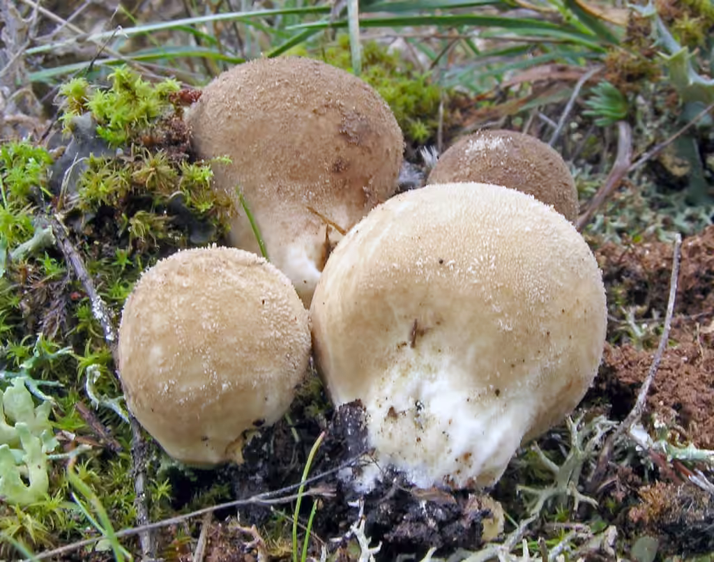 Lycoperdon mou, photo 1 sur 5