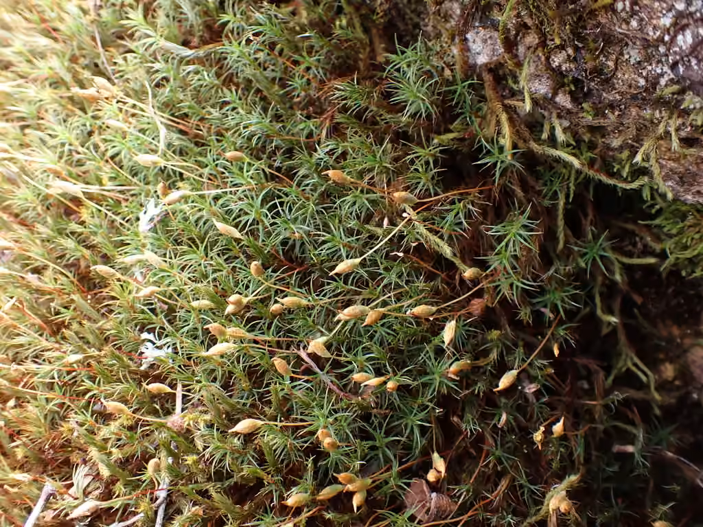 Alpine polytrichastrum moss, photo 2 of 5