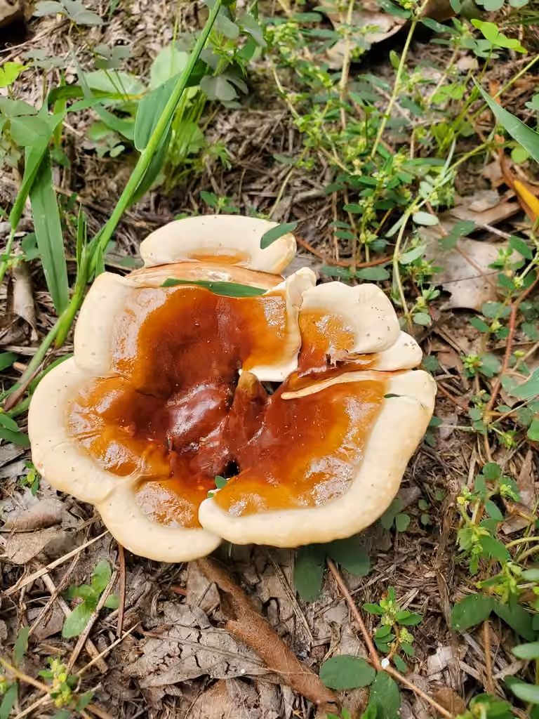Ganoderme résineux, photo 2 sur 5