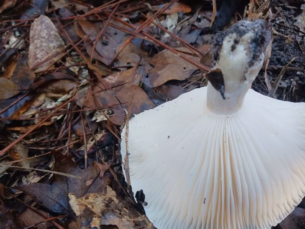 Hygrophore sordide, photo 3 sur 5