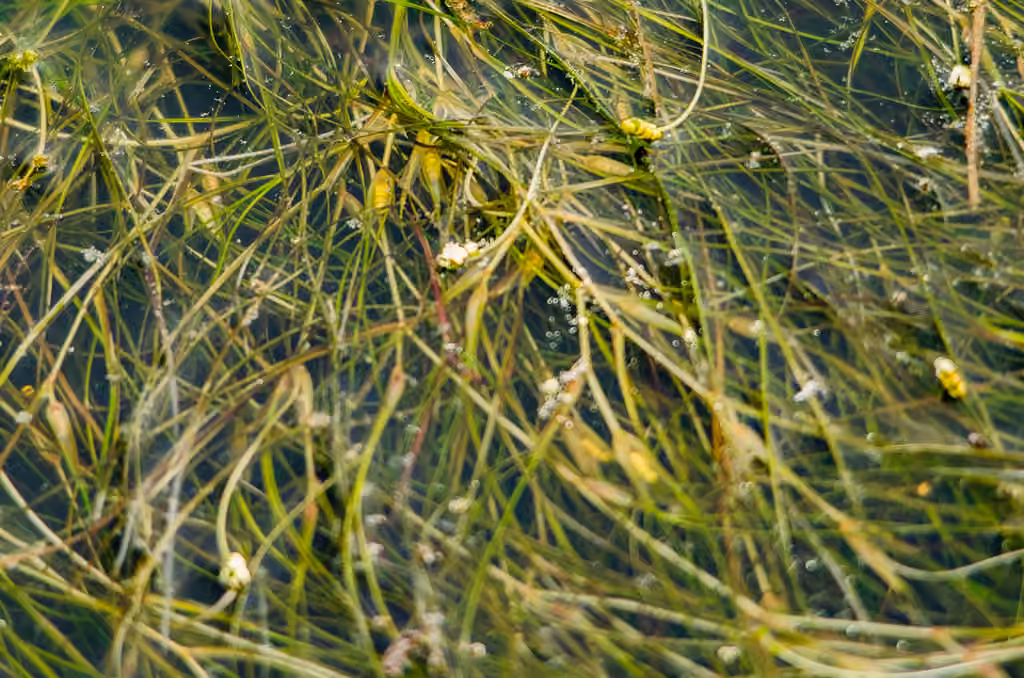 Widgeongrass, In flower
