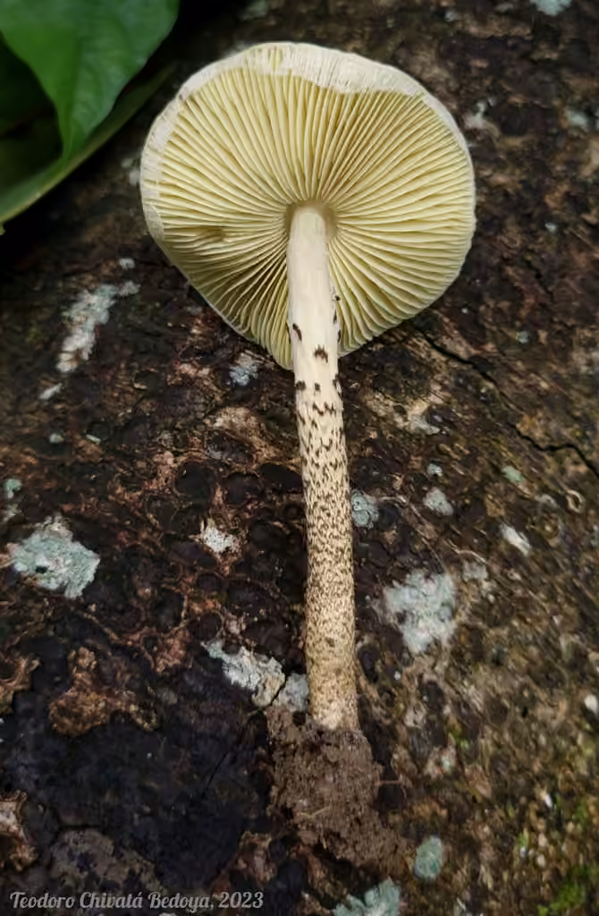 Lepiota elaiophylla, photo 1 sur 5
