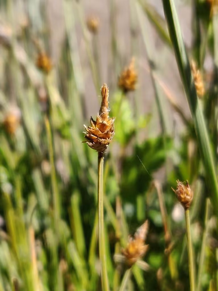 Carex arctogène, photo 3 sur 5