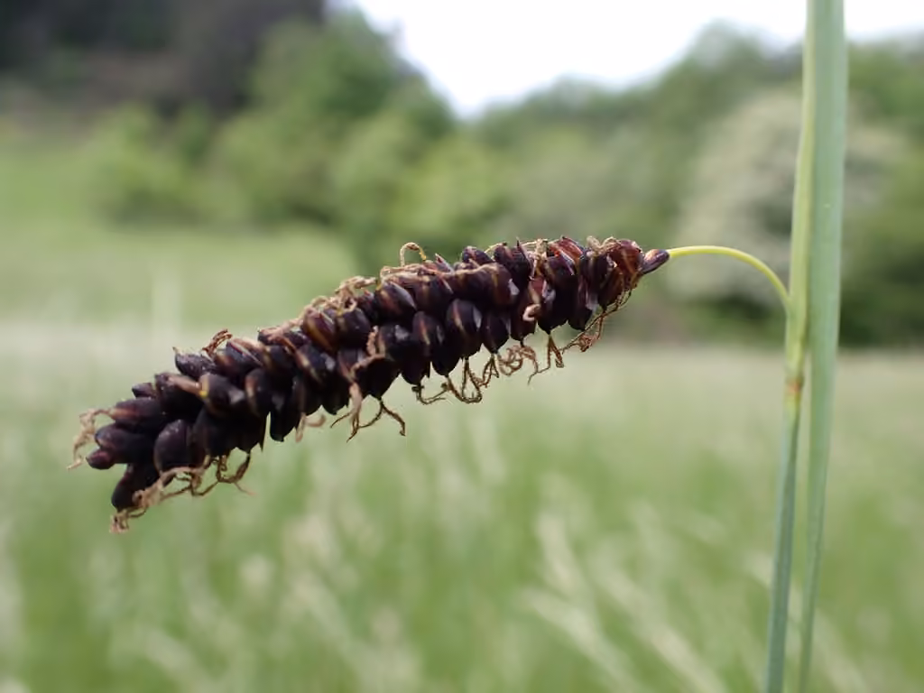 Carex glauque, En fleurs