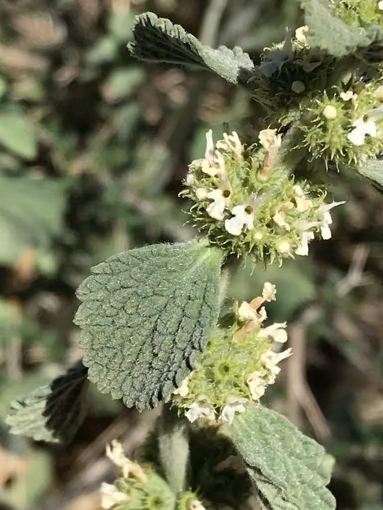 Horehound, photo 1 of 5