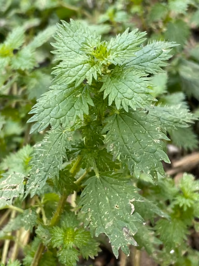 Dwarf nettle, photo 1 of 5