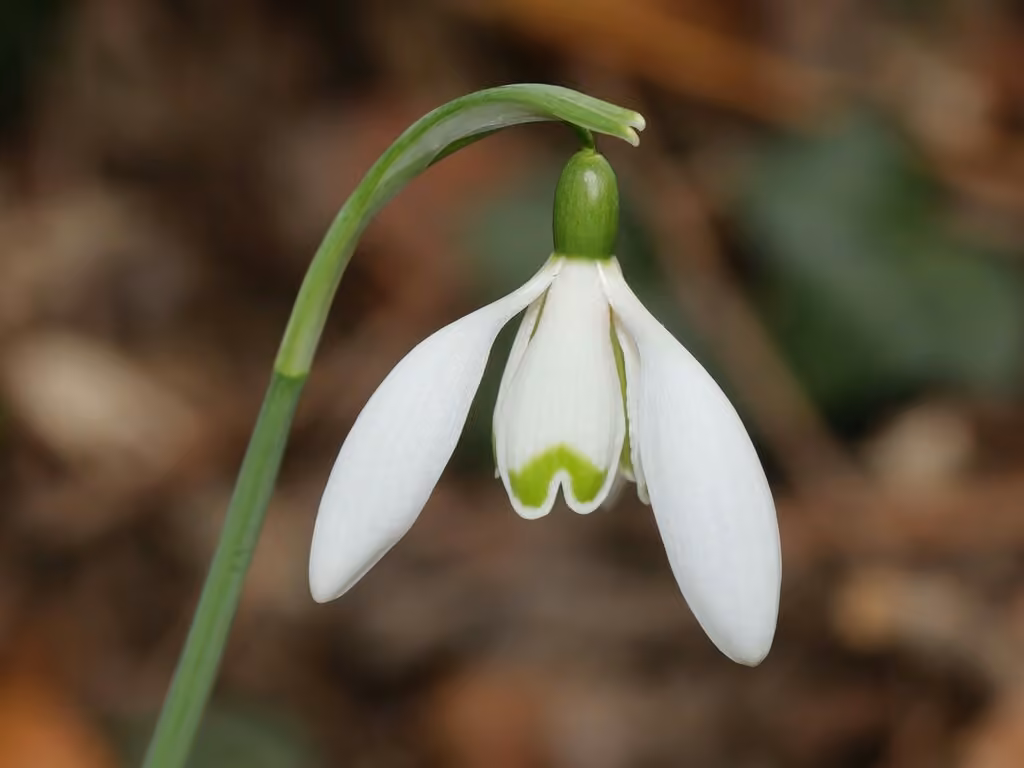 Perce-neige commun