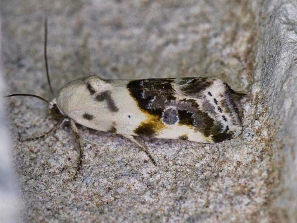 Olive-shaded Bird-dropping Moth, Adult