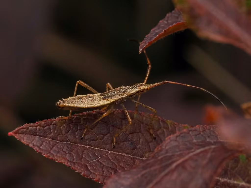 Punaise glume, Nymphe