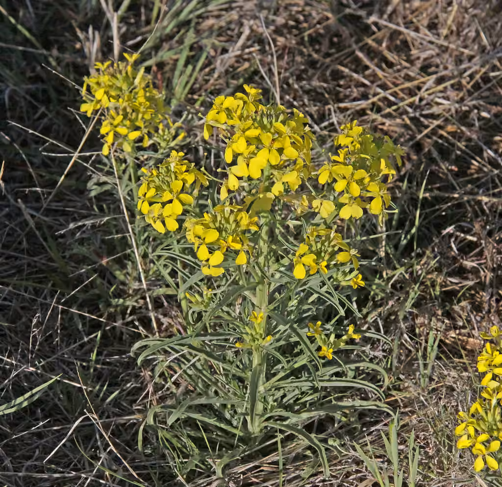Vélar des prairies, photo 1 sur 5