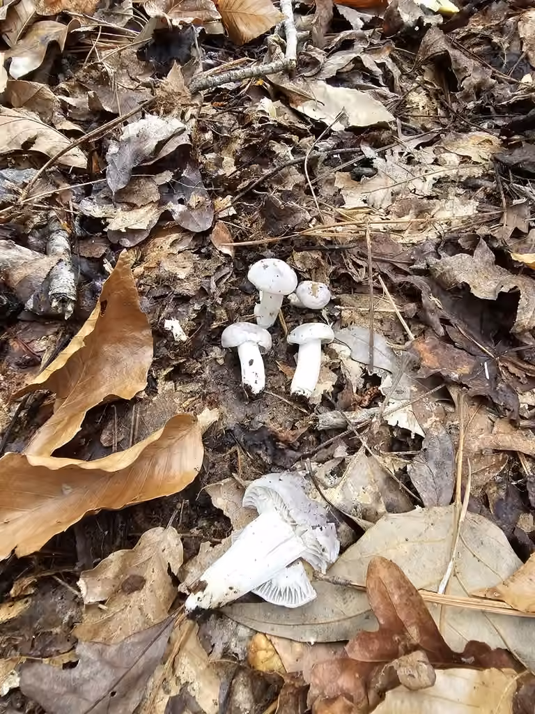 Hygrophore gris violacé, photo 3 of 5