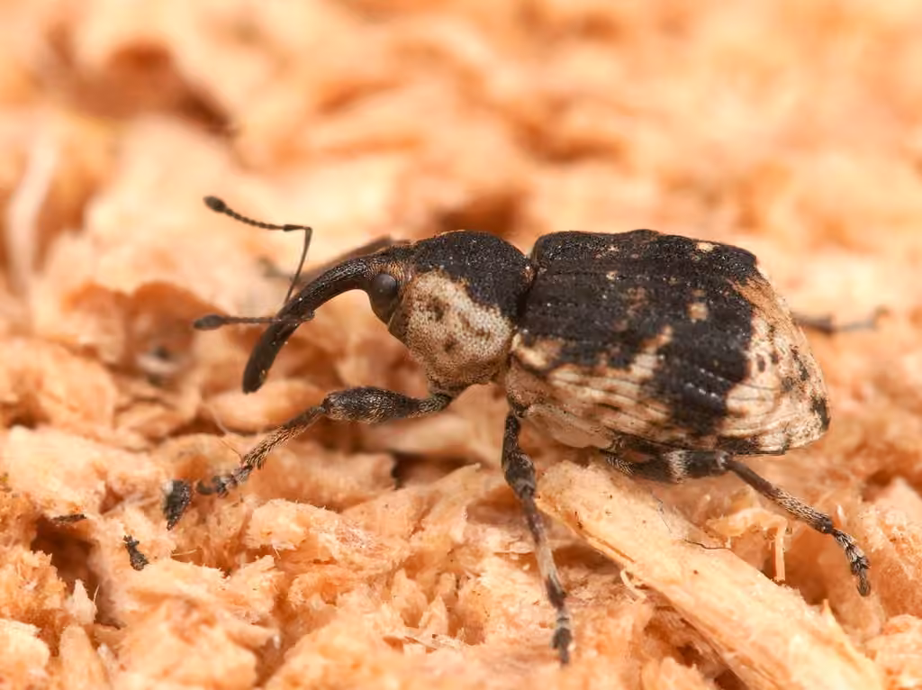 Horsetail weevil, photo 1 of 5