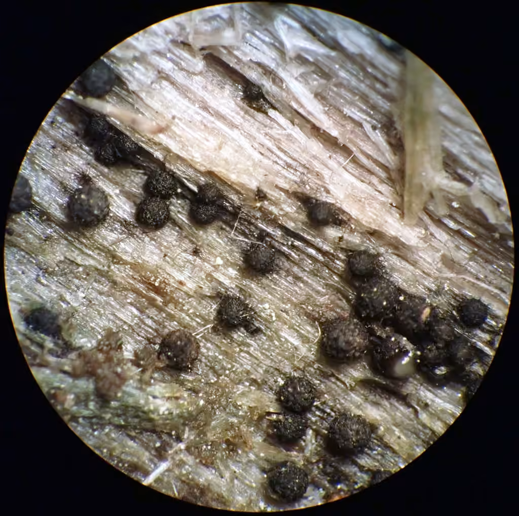Lasiosphaeris hirsuta, photo 2 of 5