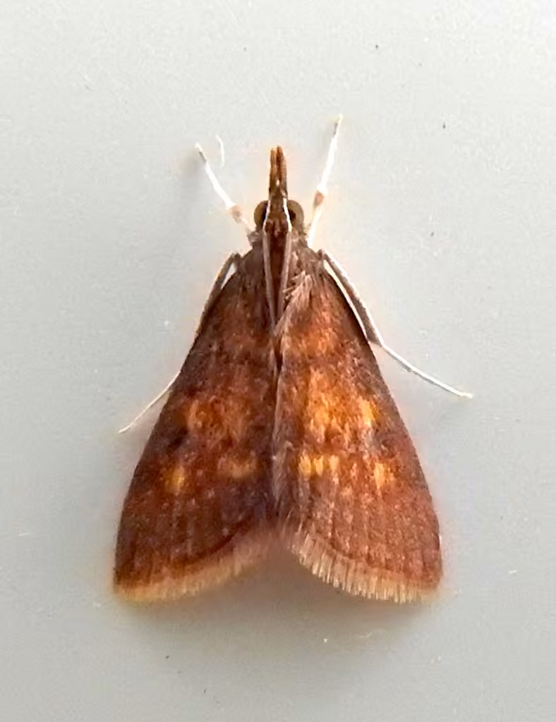 Mint-loving Pyrausta Moth, photo 3 sur 5