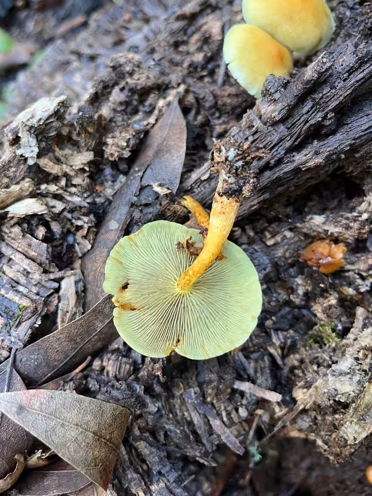 Sulphur Tuft, photo 2 of 5