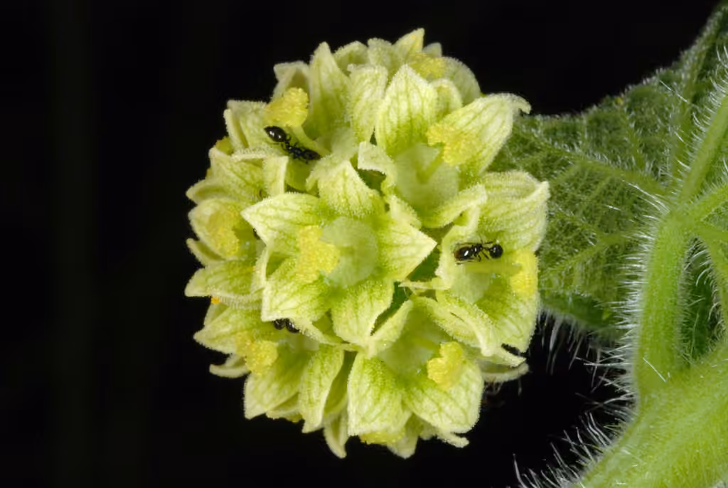 Sicyos anguleux, En fleurs