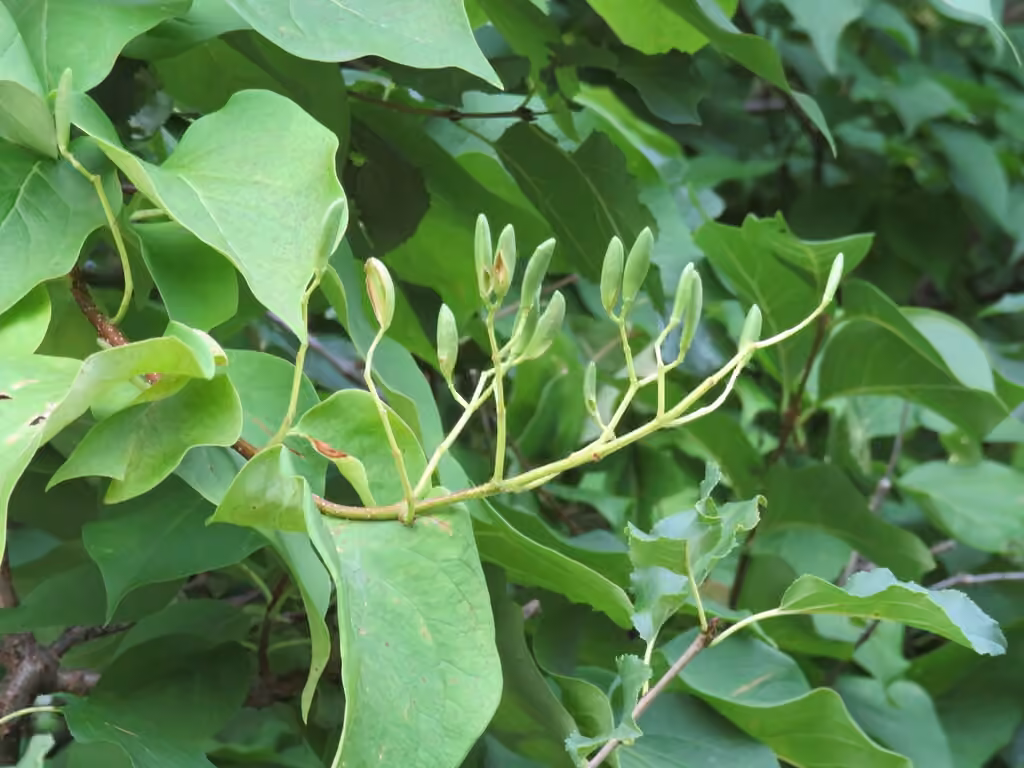 Japanese tree lilac, In fruit