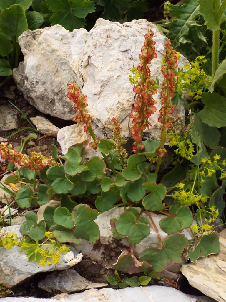 Alpine mountainsorrel, photo 1 of 5