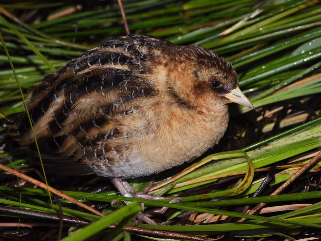 Yellow Rail, photo 3 of 5