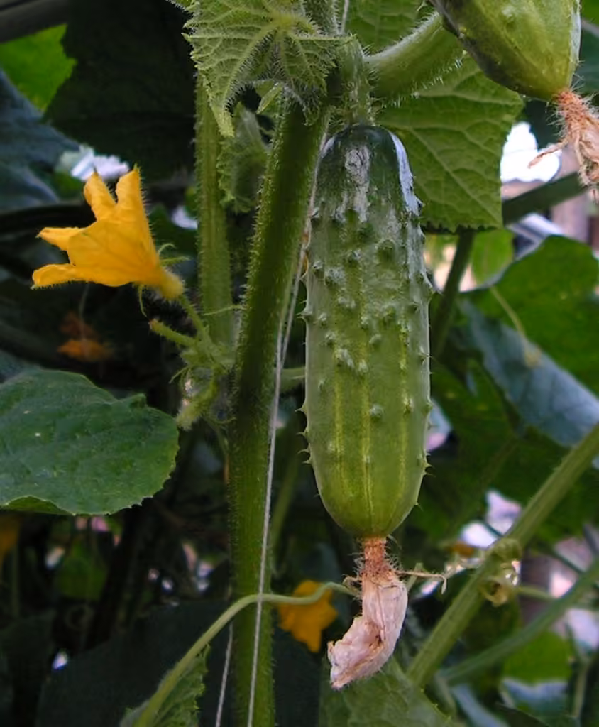 Concombre cultivé