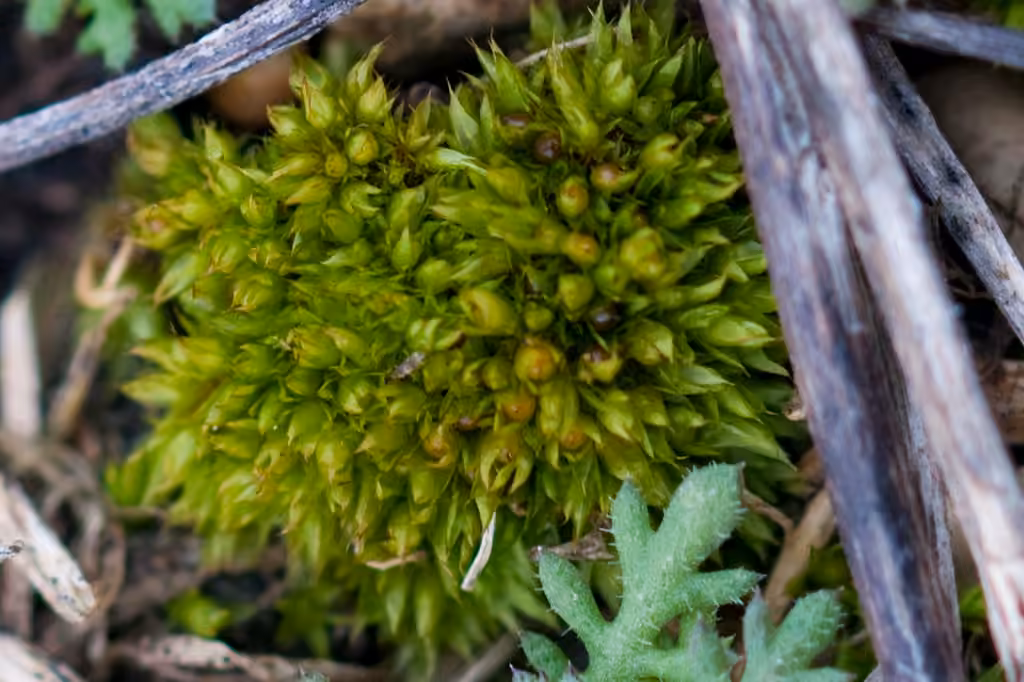 Cuspidate Earth-moss, photo 3 of 5