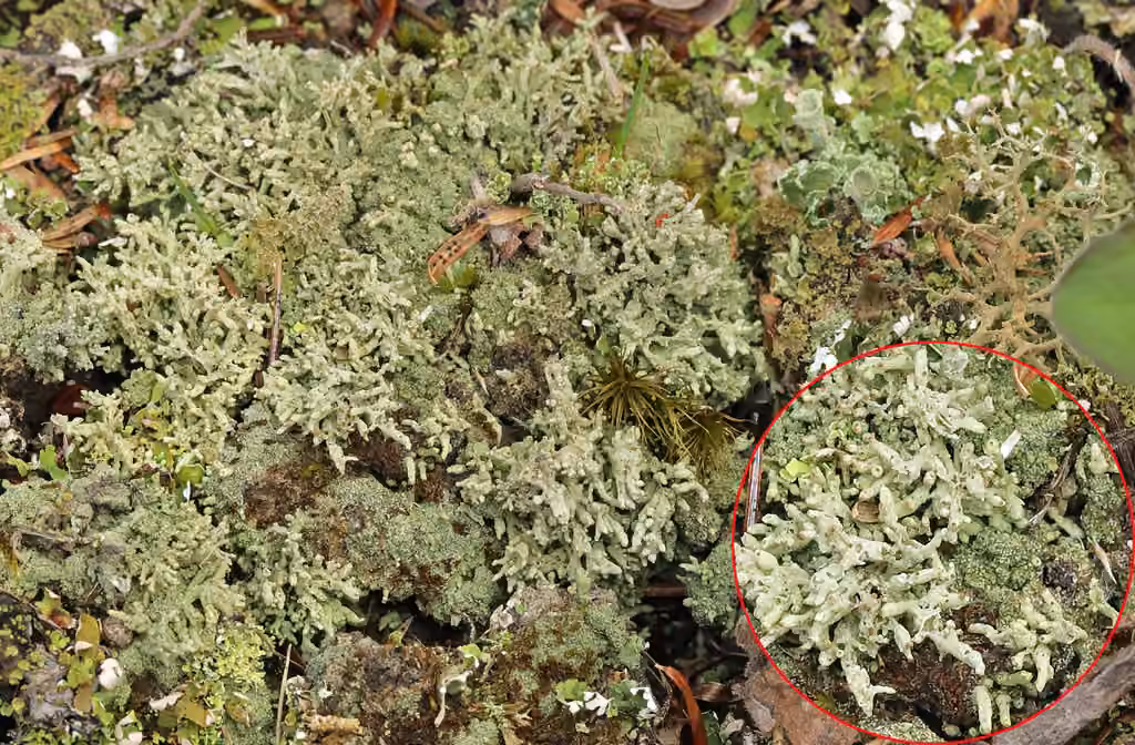 Nipple Lichen, photo 3 of 5