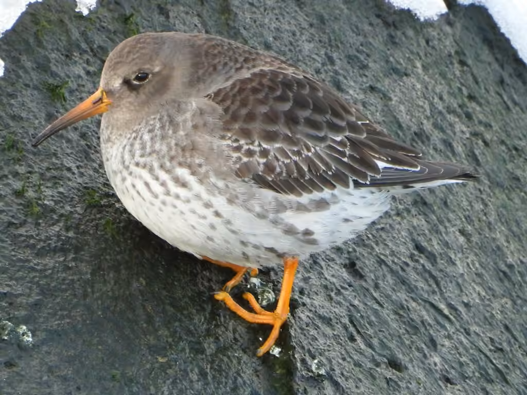 Purple Sandpiper, photo 3 of 5
