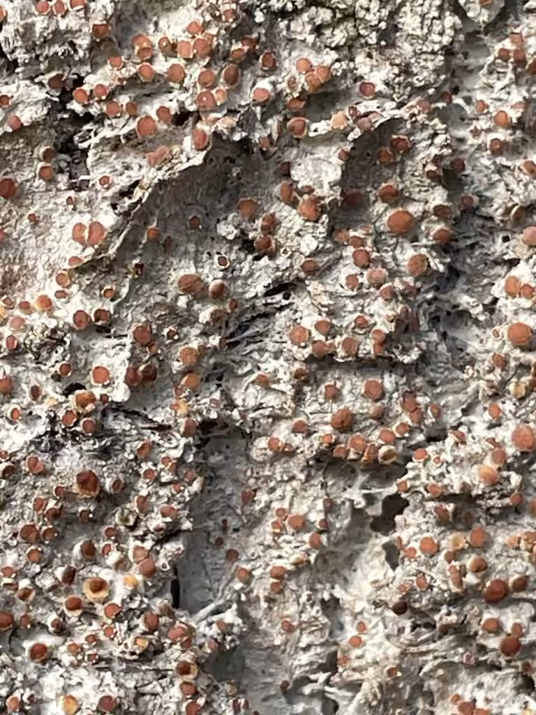 Loxospore ocre foncé, photo 3 sur 5