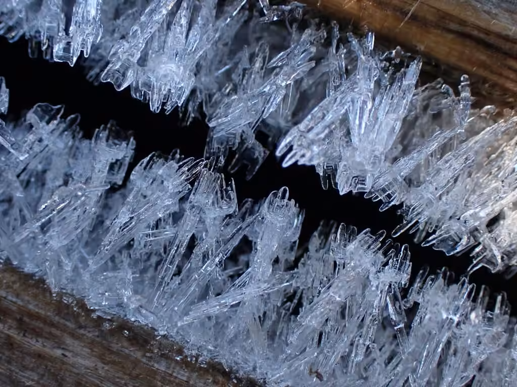 Hair Ice Crust, photo 3 of 5