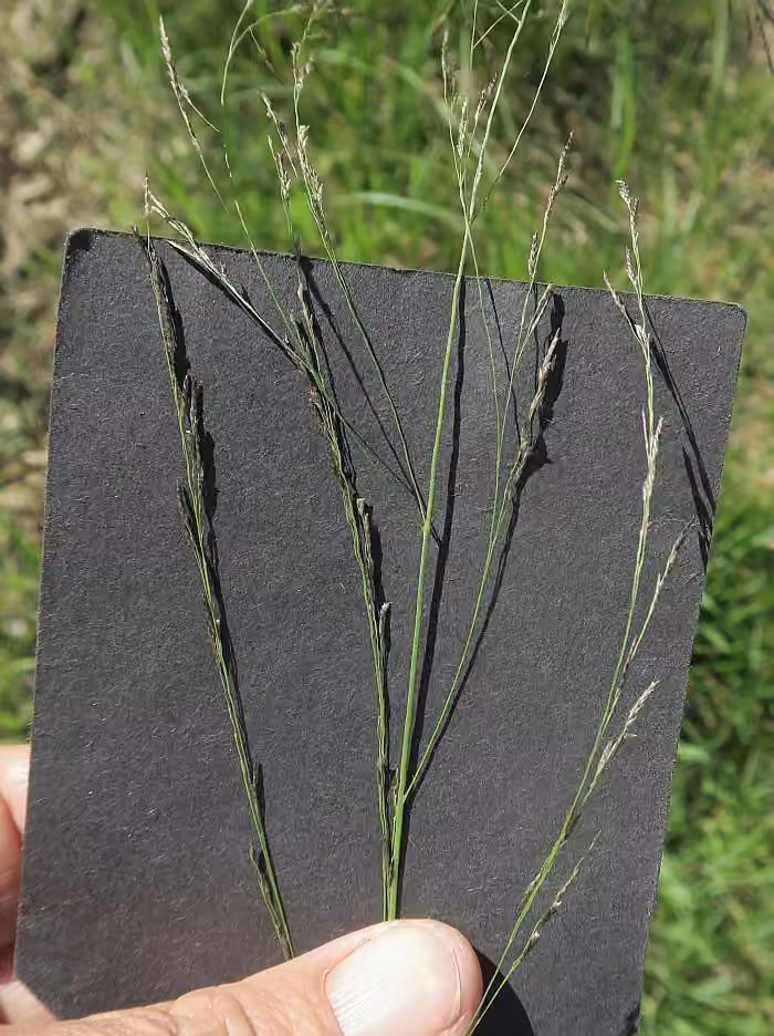 Hairy lovegrass, In fruit