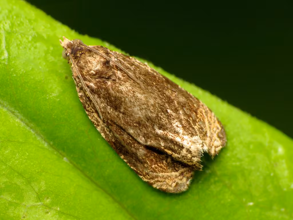 Olethreutes concinnana, photo 3 of 5
