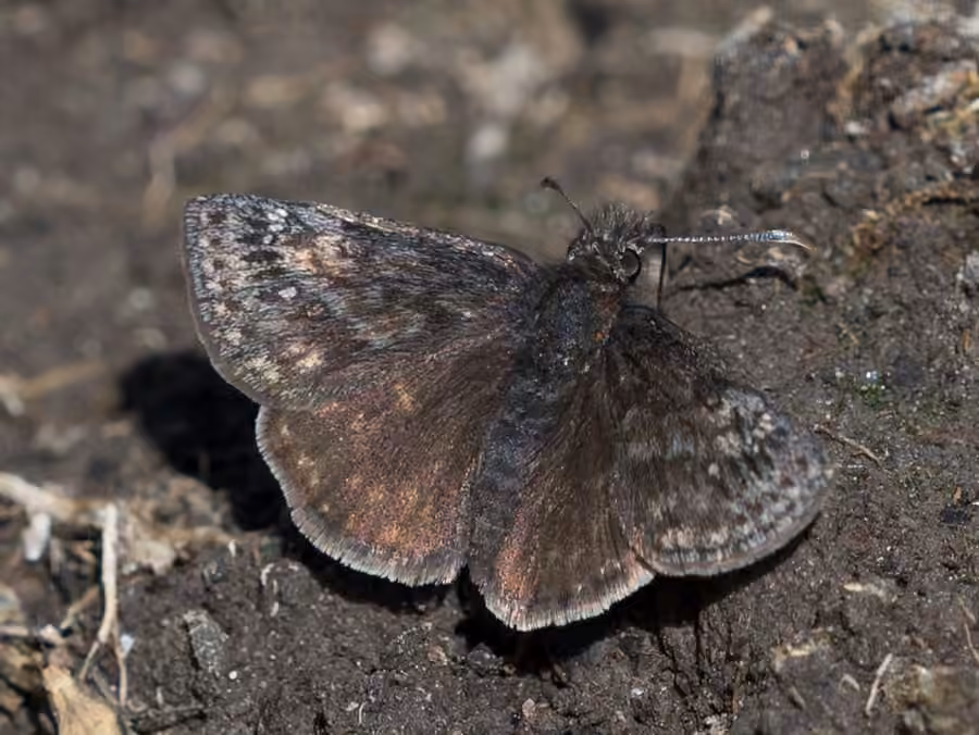 Persius Duskywing, photo 1 of 5