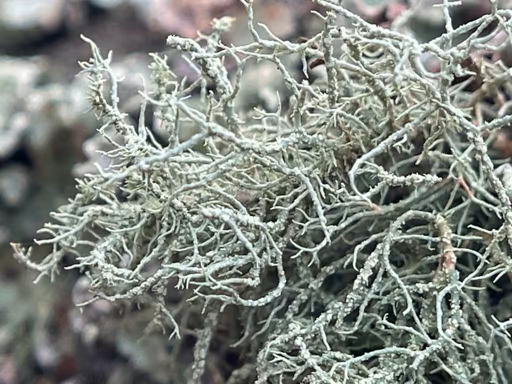Warty Beard Lichen, photo 2 of 5