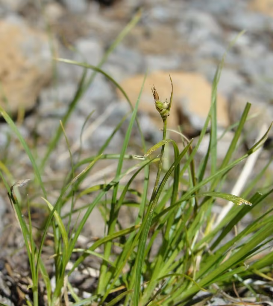 Carex déprimé, photo 1 sur 5