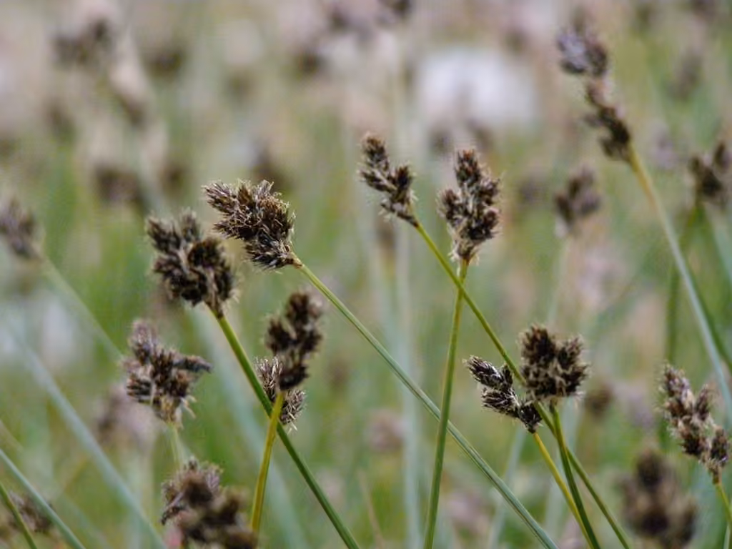 Carex des Malouines, En fruits