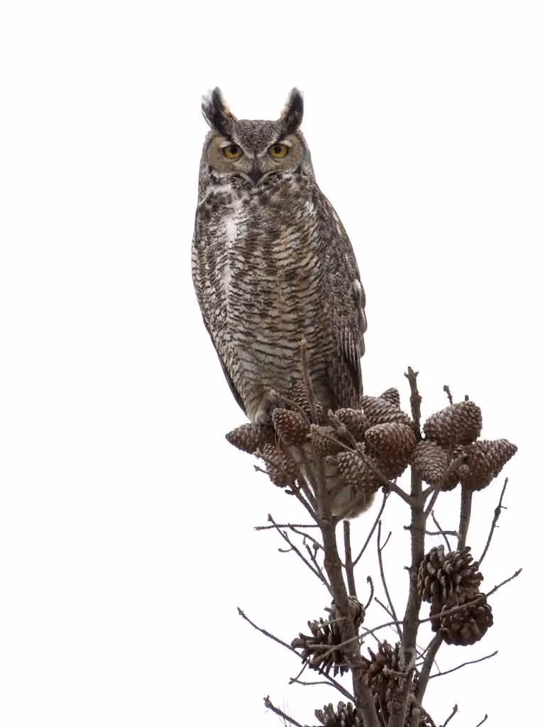 Great Horned Owl, Adult