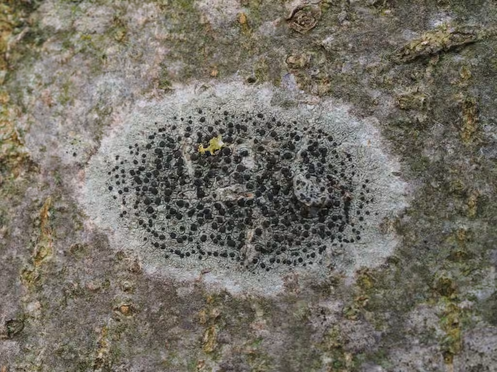 Lecidella lichen, photo 1 of 5