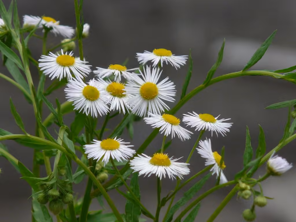 Vergerette annuelle
