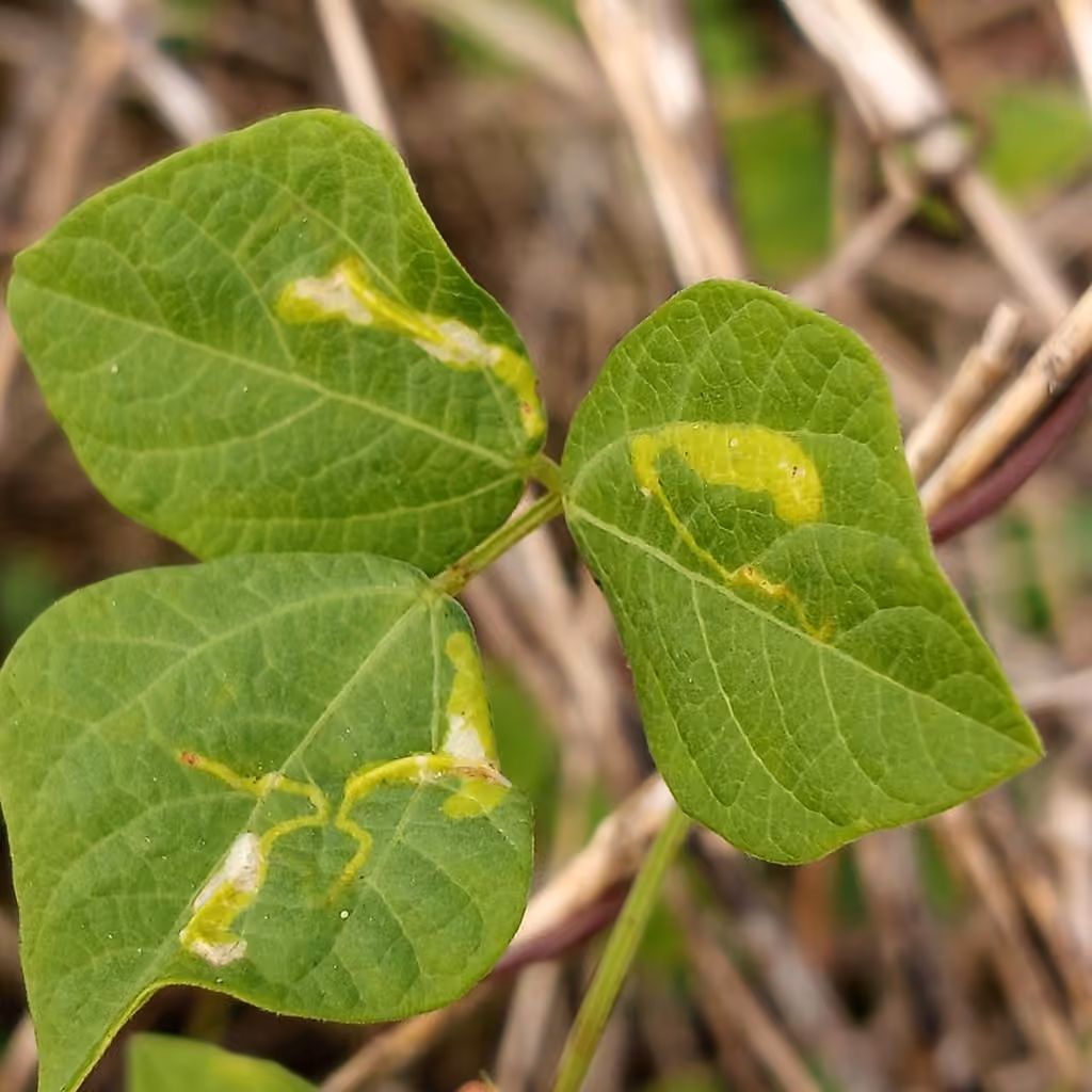 Tick-Trefoil Caloptilia Moth, Mine