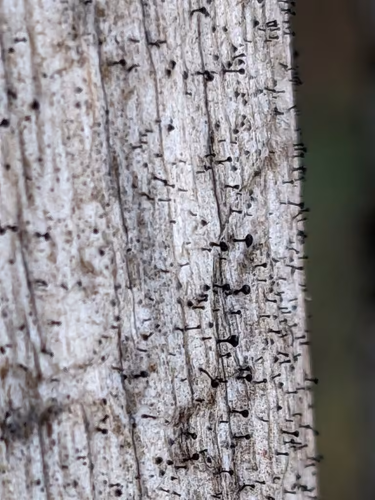 Chaenothecopsis perforata, photo 3 sur 5