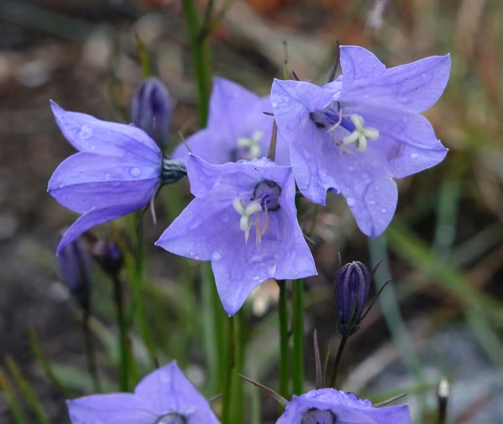 Giesecke's bellflower, photo 1 sur 5