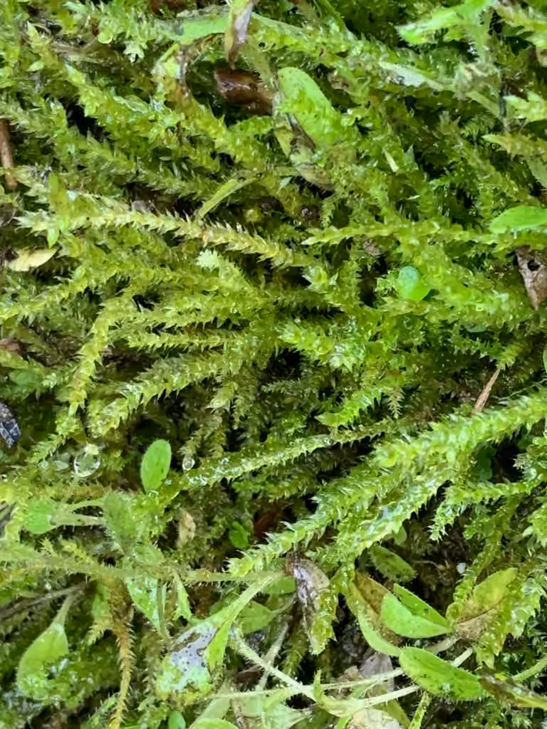 Amblystégie variable