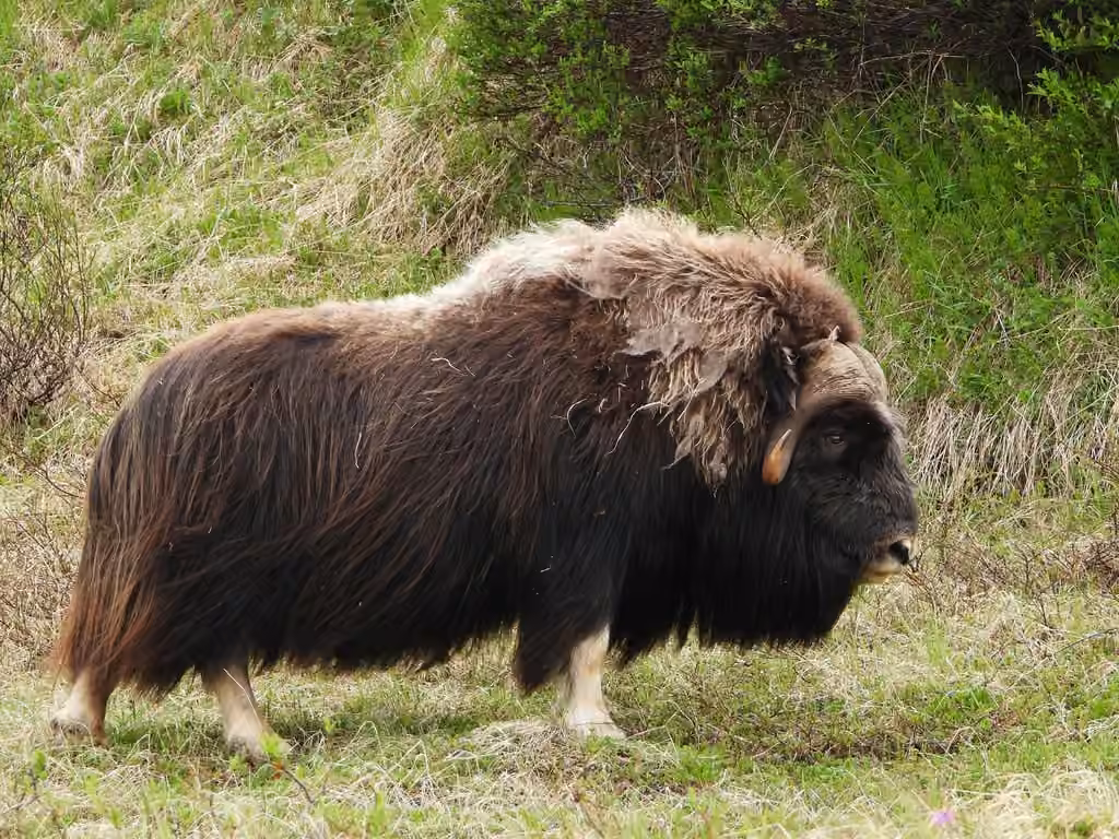 Muskox